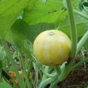 ミニカボチャの摘心