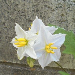 ワルナスビ