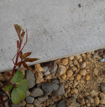 ヤブガラシの芽