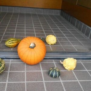 ハロウィンパンプキンの収穫