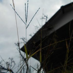秋のメヒシバ