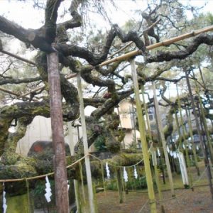 八坂神社叢雲の松
