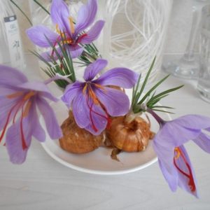 サフランの花が咲く