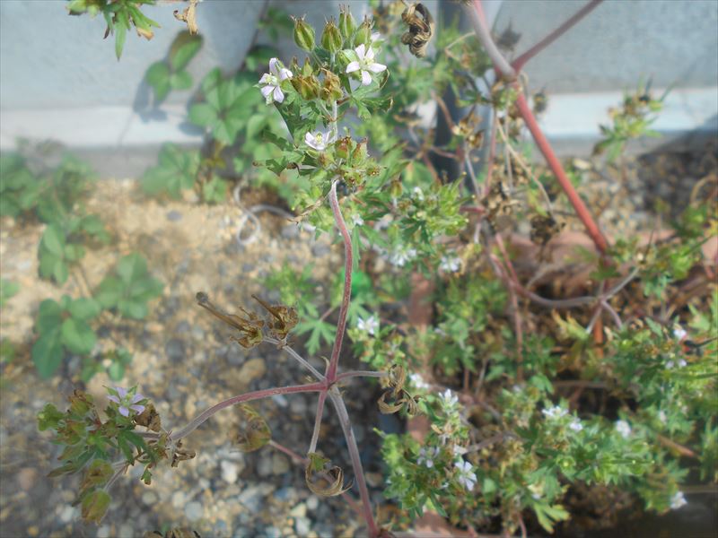 鉢植えのアメリカフウロの花