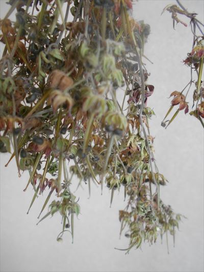 紅葉途中のアメリカフウロ