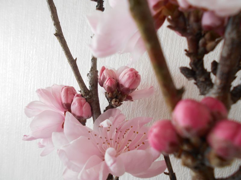 透き通るような花桃の花びら